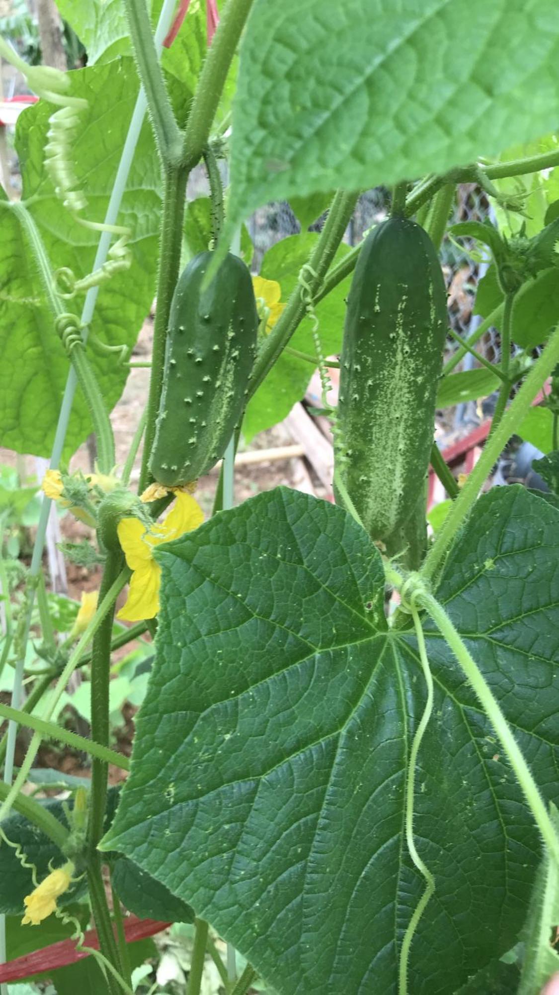 Bee Lucky Homestay Hien Hao エクステリア 写真